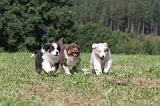 BERGER AUSTRALIEN PUPPIES 047